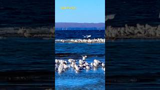 Gathering of the gulls on the lakeshore birdbehavior cayuga seagulls gathering party cool [upl. by Sax]