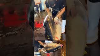 Yellowfin tuna cutting 😱 shorts youtubeshorts fish viralvideo [upl. by Mastat]