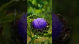 Zauberhafte Artischockenblüten für die Insektenwelt 🌸🐝 [upl. by Slein]