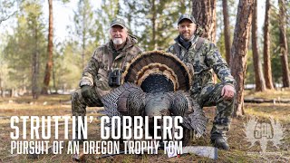 Oregon Turkey Hunt with TSS Tungsten Loads [upl. by Rad]