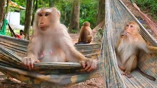 Pregnant monkey Libby and Rainbow enjoy ride to swing hammock together happily [upl. by Brittan]