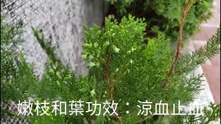 第一百四十六集：扁柏 Platycladus orientalis [upl. by Akimahc]