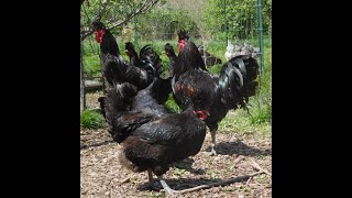 FIVE Black Sanjak Longcrower Roosters Available at Shady Grove Farm West Virginia All quotSingquot [upl. by Ettolrahc218]