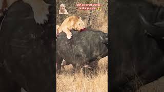 Lions vs Buffalo wildlife trendingshorts [upl. by Carlyn476]