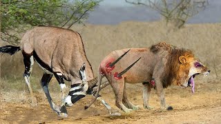 Top 10 Antelope That Can Knock Down LIONS  Lion vs Gemsbok Kudu Wildebeest Antelope Hartebeest [upl. by Jedidiah]