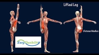 How to Grand Battement Devant Ballet Muscle Animation EasyFlexibility [upl. by Kiran]