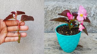 Grow Begonia plant from cuttingssimple method [upl. by Inhoj]