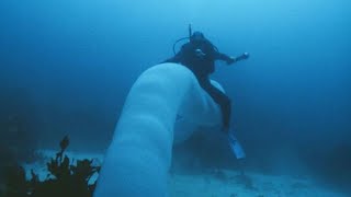 Pyrosome  unusual and glowing colonies in the ocean [upl. by Chiaki]