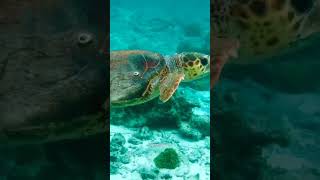 Why Do Turtles Hate the Color🐢 Black🤔 facts sciencefacts scienceviralshorts [upl. by Ma]