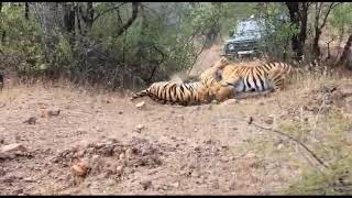 Amazing siteing in ranthambore National park T120T39 [upl. by Akiria]