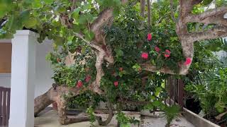 Take a Look At This Stunning Combination Combing a Sea Grape Tree With a Ixora Rubiacea Tree [upl. by Gnoh]