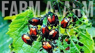 Japanese Beetles Took Over My Homestead  Episode 6  One Year on a Farm [upl. by Jabon]