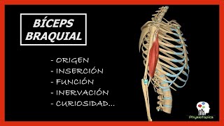 Bíceps Braquial  Origen inserción función inervación y curiosidad [upl. by Aia]