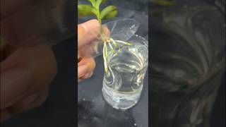 Plants grown in water grow a lot of roots garden tips [upl. by Clemen]