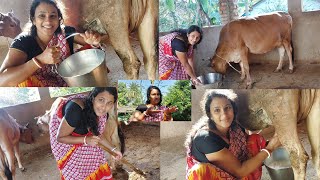 Morning cow milkig 🥛 and cow 🐄House Clean🧹🐄Kalyani vlogs  Cow milking [upl. by Akcinahs]