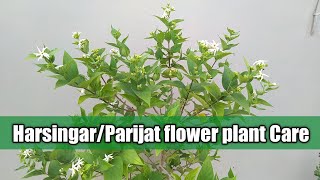 Parijatharsingar Plant care  care of parijat Plant in pot  harsingar Plant [upl. by Htennaj]