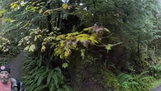 241013 HOH Forest Spruce River Trail Insta 360 8k [upl. by Ahsaten]