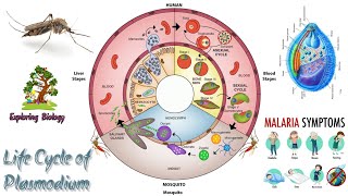 Life Cycle of Plasmodium Malarial Parasite life cycle amp Symptom [upl. by Berliner]