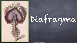 Diafragma anatomía del diafragma descripción inserción vascularización inervación [upl. by Whitcomb]