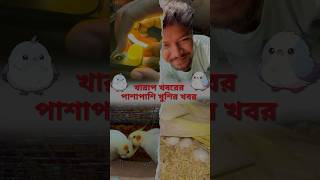 Ki Kore Pakhir Dim Check Korben  Kharap Khoborer Majhe Ekta Good News birds shorts minivlog [upl. by Armstrong457]