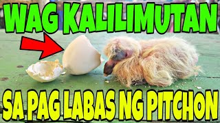 PAG PISA PALANG NG ITLOG ITO ANG GAWIN MO SIGURADONG HEALTHY AT MATIBAY SA SAKIT ANG KALAPATI NATIN [upl. by Accber]