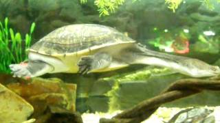 Snake  necked turtle Chelodina longicollis [upl. by Sivram]