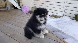 Hupsu the Finnish Lapphund [upl. by Moffit136]