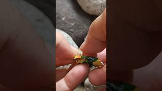 Sharing herbal candy Antangin with ants candy shortsviral [upl. by Akena462]