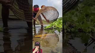 TANGKAP IKAN EMAS DI SAWAH ‼️shorts funny dubbing [upl. by Griseldis722]