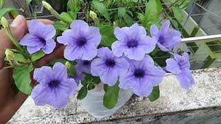 Ruellia Flower Grow Ruellia Plant Ruellia Tuberosa  Mexican Petunia [upl. by Louisette]