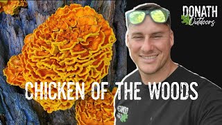 The Complete Guide to Foraging Preparing and Preserving Chicken of the Woods Mushrooms [upl. by Enimsaj544]