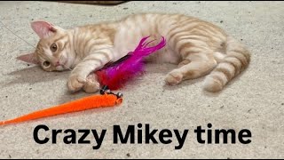 Crazy Mikey video orangecat rochesterny kittensplaying fosteringsaveslives upstateny [upl. by Nareht]