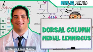 Dorsal Column Medial Lemniscus Pathway [upl. by Khan]