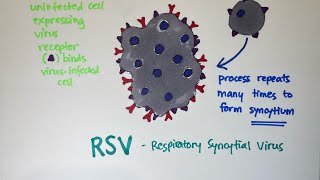 Respiratory Syncytial Virus RSV rmt medtech medtechstudent virus [upl. by Enecnarf]