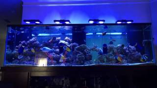 300 Gallon FOWLR Saltwater Aquarium New Additions [upl. by Tnafni]