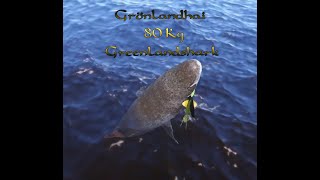 RF4 Grönlandhai 80kg mit Pilkrute  Russian Fishing 4 Greenland Shark with Pilkrod [upl. by Kingston]