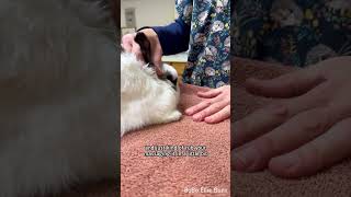 Bunny ear flushing demo by vet tech 🐰 [upl. by Anurb]