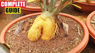 COMPLETE GUIDE TO GROWING ADENIUM – THE DESERT ROSE  CARE TIPS TRICKS SEEDS CAUDEX [upl. by Ingeborg]