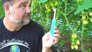 Toothbrush Tomato Trick to Get Better Fruit Set amp Flower Pollination [upl. by Lyrrehs]