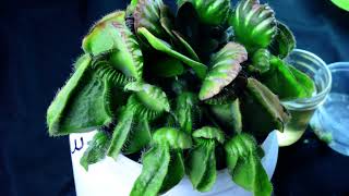 PlantB13 Cephalotus follicularis Bubble Giant  biweekly maintenance – 10624 [upl. by Aiva440]