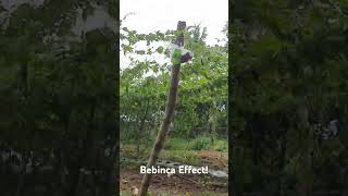 Bebinca Effect bebinca typhoon farming agriculture shortsvideo shortvideo shorts short [upl. by Yelsiap]