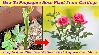 How To Propagate Rose Plant From Cuttings  Easy An Effective Method seedtosproutgardening [upl. by Utas785]