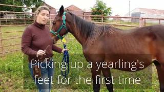 Picking up all four feet of a yearling for the first time  preparation for the farrier [upl. by Nobie]