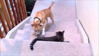 Dog vs cat dog wins this round [upl. by Hussey]