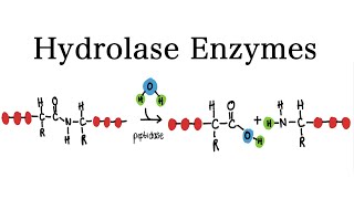 What are Hydrolase Enzymes  MCAT Biochemistry [upl. by Neom]