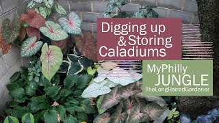 Digging amp Storing Caladiums  Fall Garden Prep  Urban gardening [upl. by Eislek]