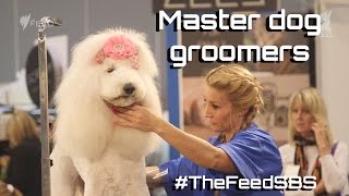 Master dog groomers Australia  The Feed [upl. by Anha]