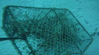 pescando langostas con trampas primera requerida del año enero 2024 en isla mujeres QRoo mexico [upl. by Tehc]