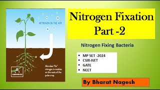 nitrogen Fixing bacteria Biological nitrogen fixation [upl. by Nylanej]