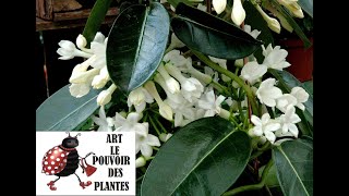 jardinage Bouture de Stephanotis floribunda jasmin de Madagascar Plante verte dintérieur [upl. by Aloivaf]